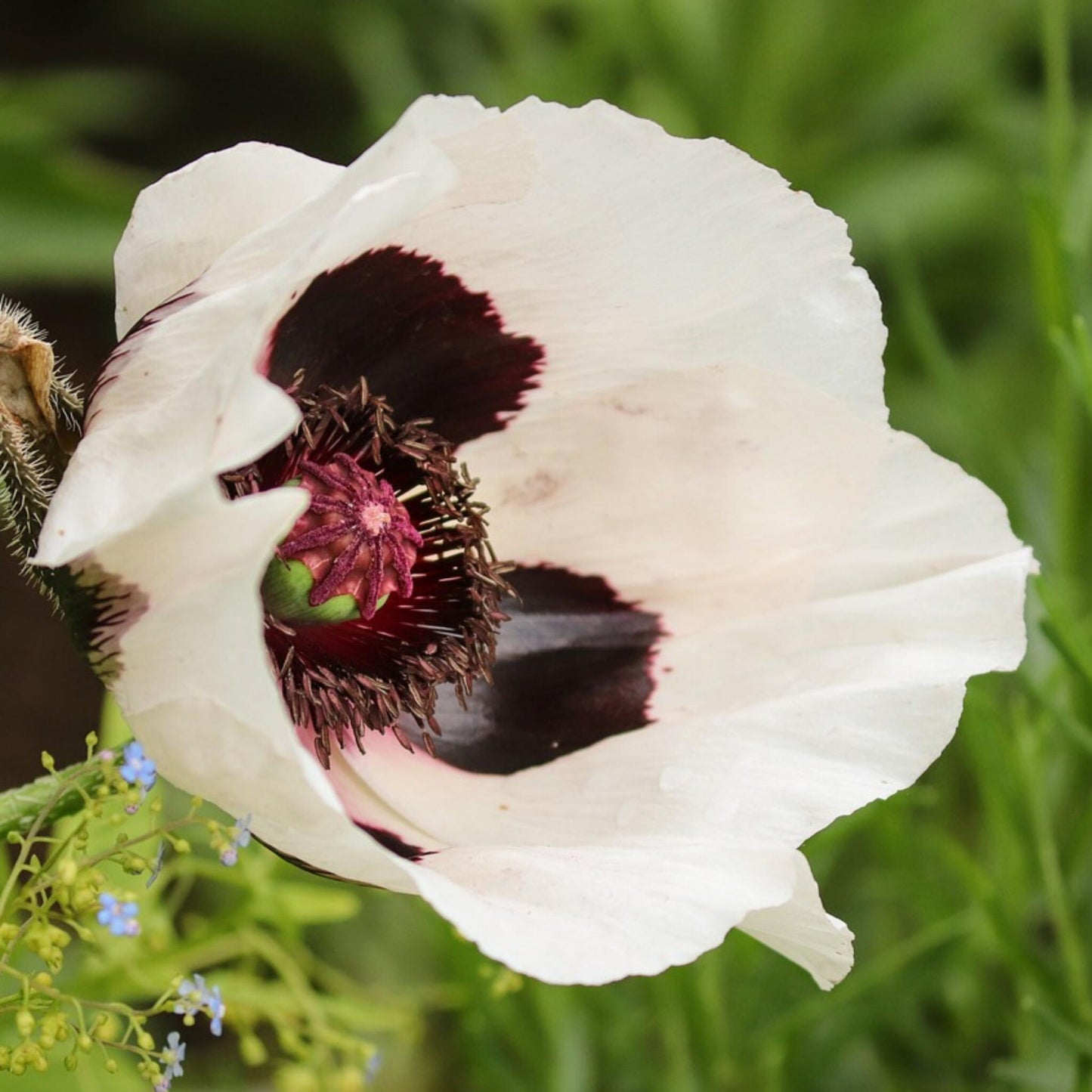 Amapola Turca - 20 Pzs - Papaver Orientale - Cepellones_3