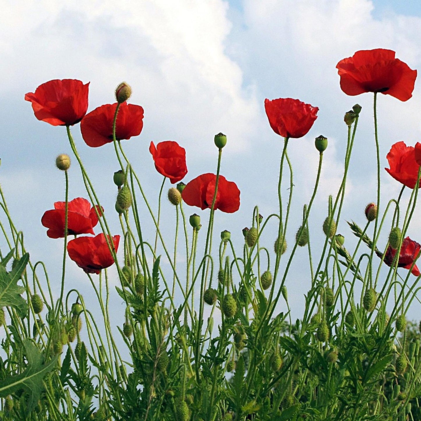 Amapola Turca - 20 Pzs - Papaver Orientale - Cepellones_4