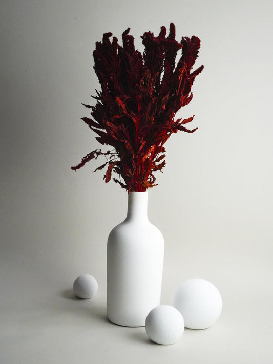 Amaranthus Preservada_0