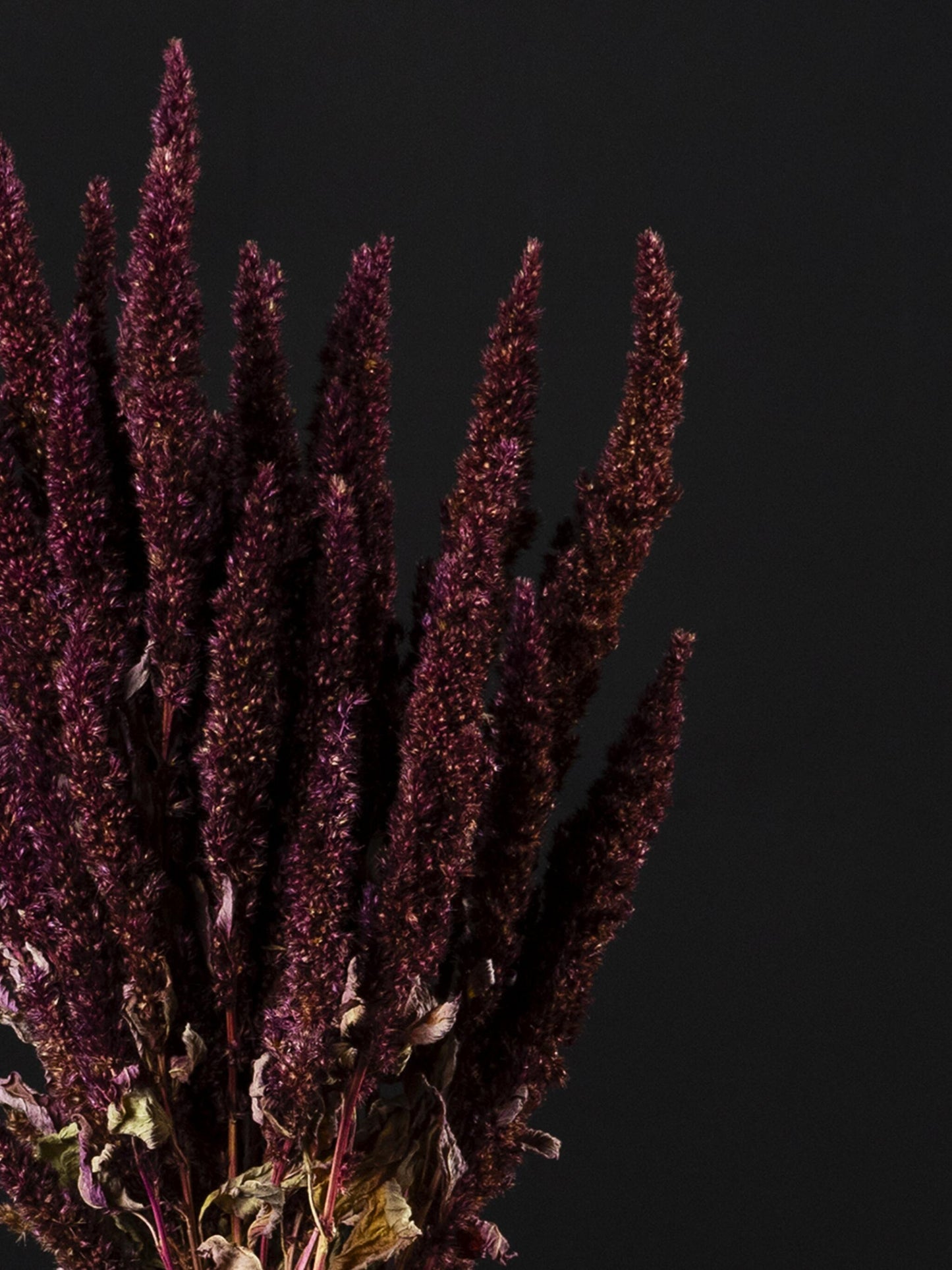 Amaranthus Preservada_2