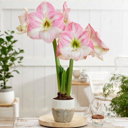 Amarilis - 2 Pzs - Hippeastrum - Bulbos De Flores - Rojo_1