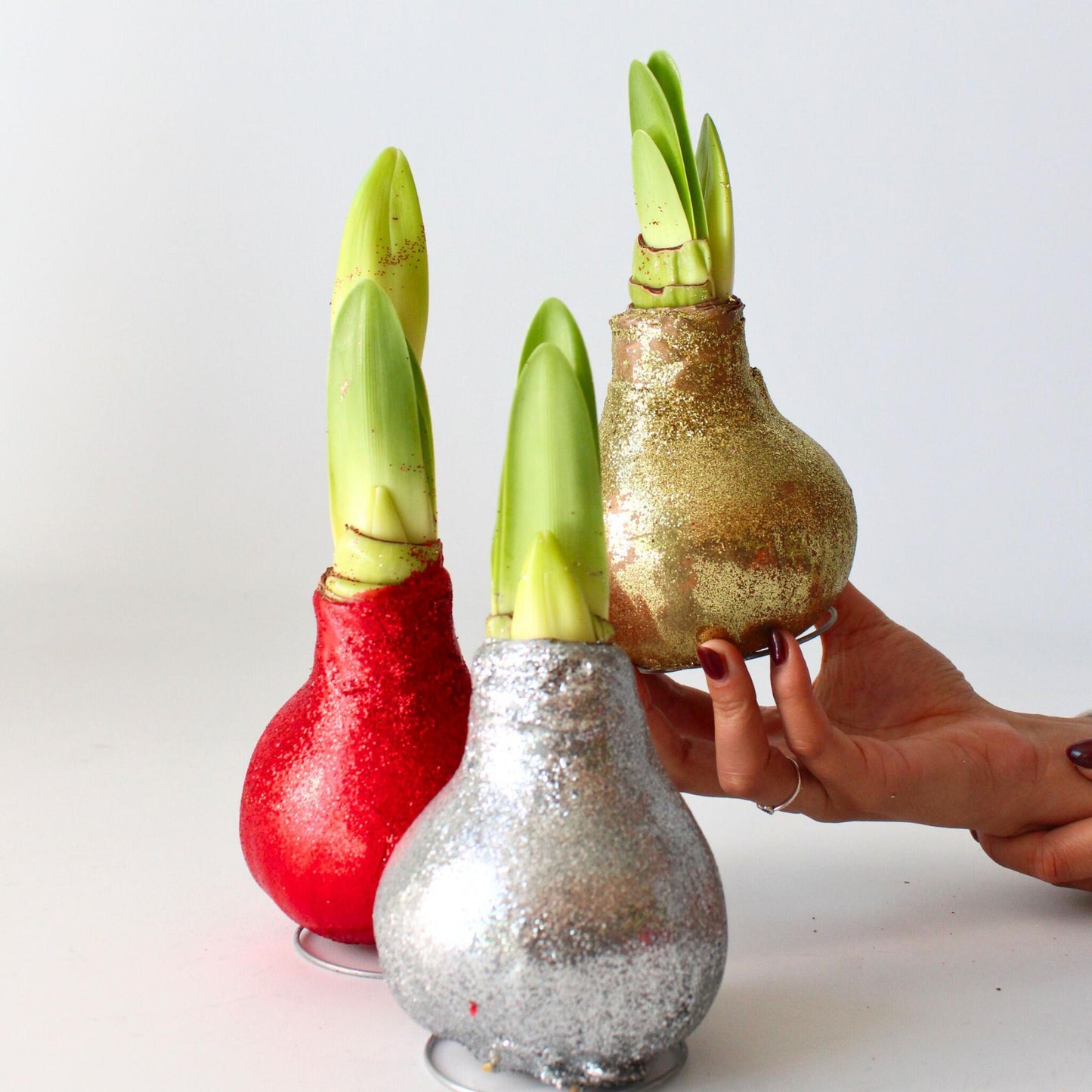 Amarilis - 3 Pzs - Hippeastrum 'glitter Mix' - Bulbo De Flor - Rojo_1