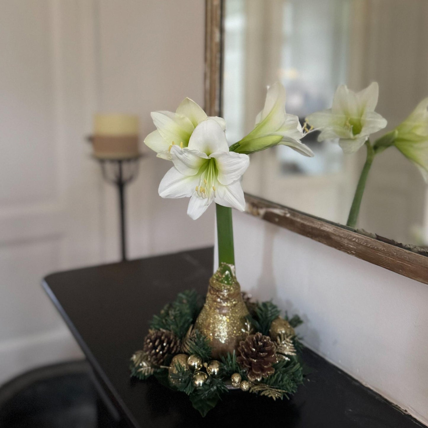 Amarilis - Hippeastrum 'corona De Navidad' - Oro_1