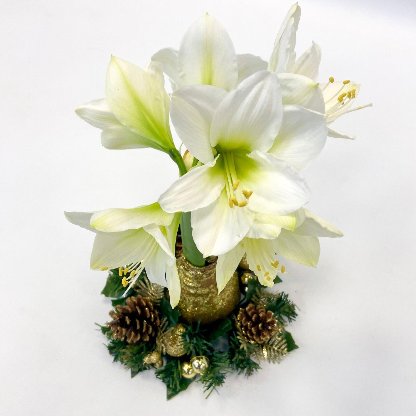 Amarilis - Hippeastrum 'corona De Navidad' - Oro_3