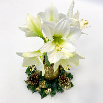 Amarilis - Hippeastrum 'corona De Navidad' - Oro_3