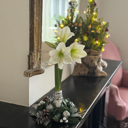 Amarilis - Hippeastrum 'corona De Navidad' - Plata_1
