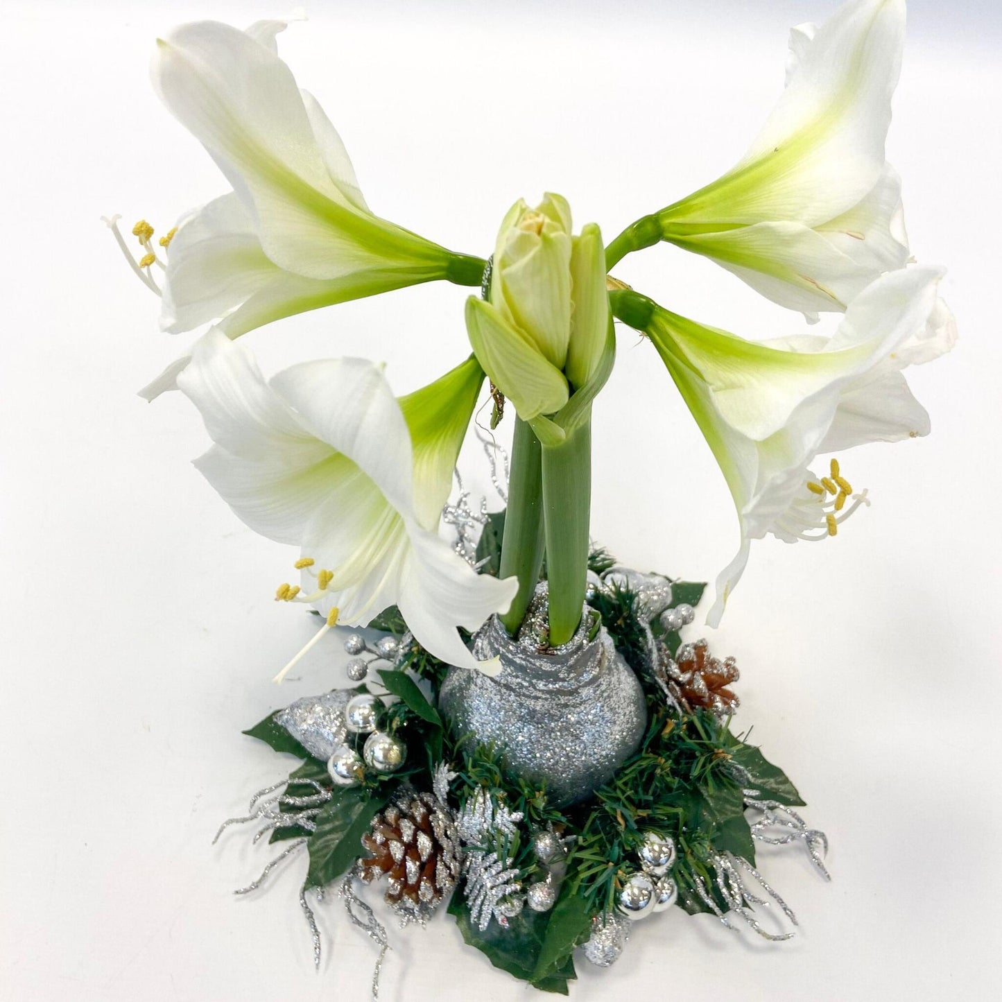 Amarilis - Hippeastrum 'corona De Navidad' - Plata_3