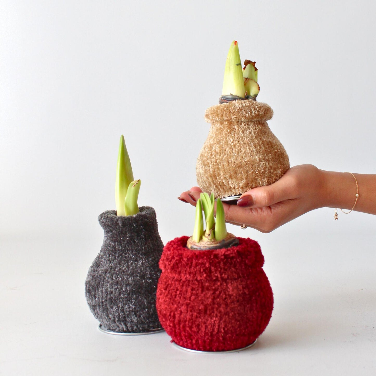 Amarilis - Hippeastrum 'cozy Teddy Gold' - Bulbo De Flor - Rojo_1