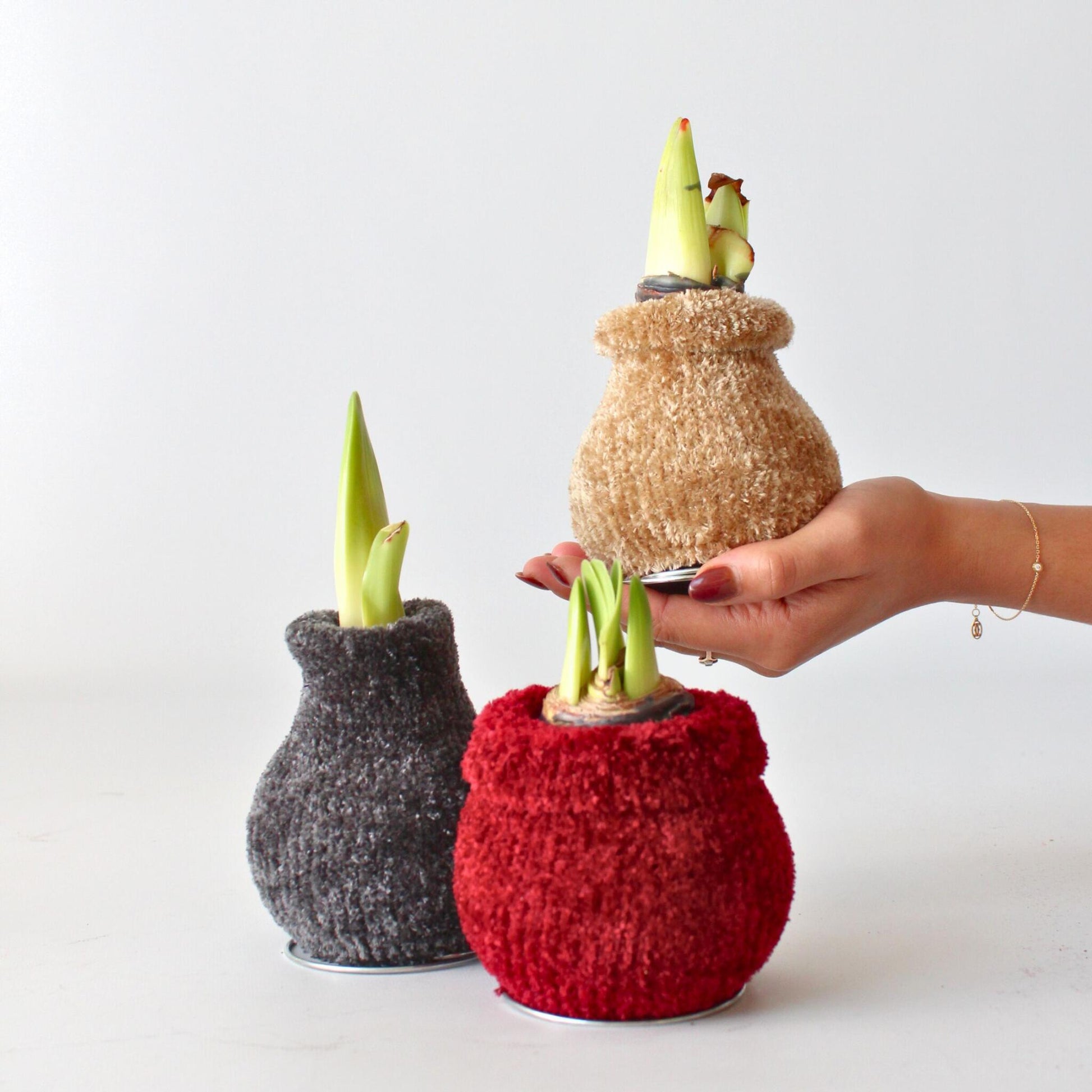 Amarilis - Hippeastrum 'cozy Teddy Gold' - Bulbo De Flor - Rojo_1