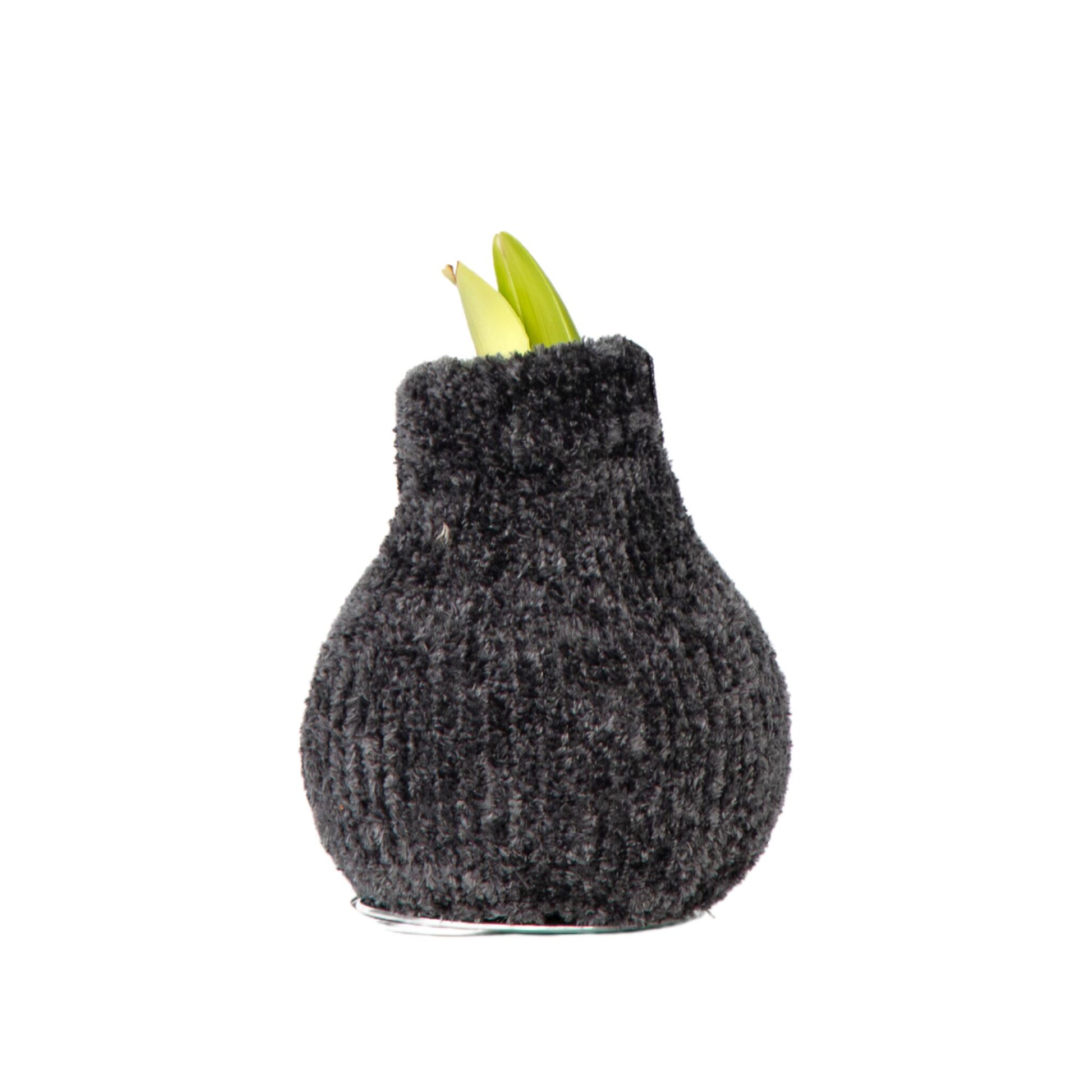 Amarilis - Hippeastrum 'cozy Teddy Gray' - Bulbo De Flor - Rojo_0
