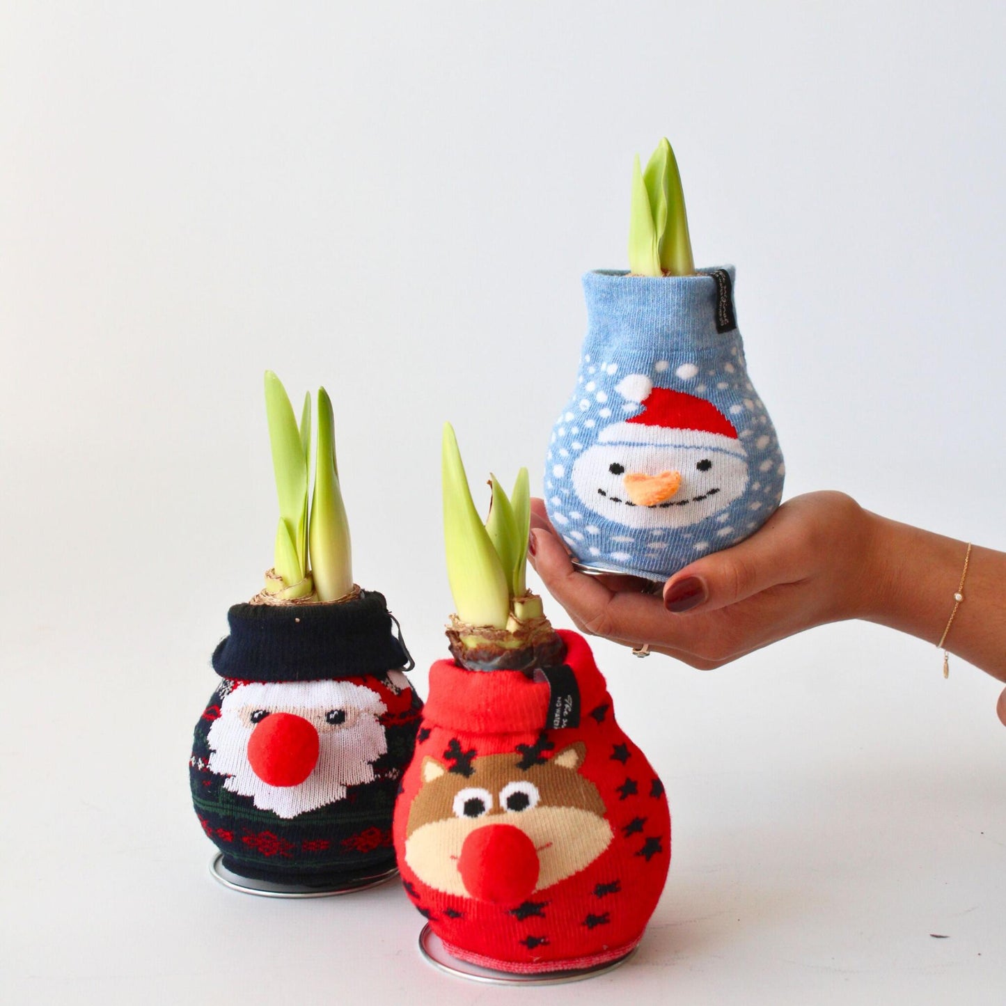Amarilis - Hippeastrum 'reindeer Sweater' - Bulbo De Flor - Rojo_1