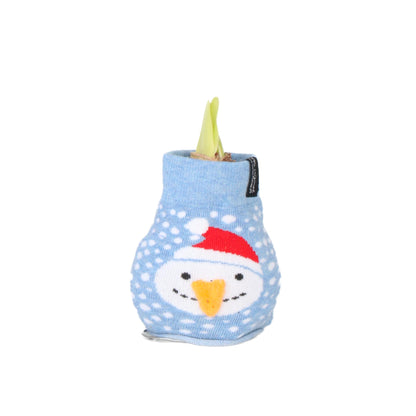 Amarilis - Hippeastrum 'snowman Sweater' - Bulbo De Flor - Rojo_0