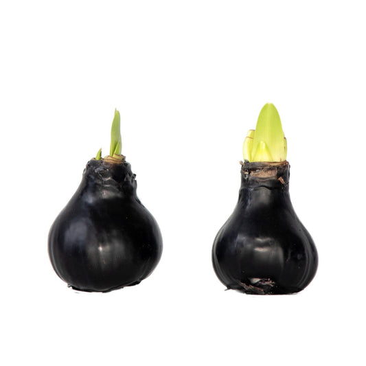 Amarilis - Hippeastrum 'wax Black' - Bulbo De Flor - Rojo_0