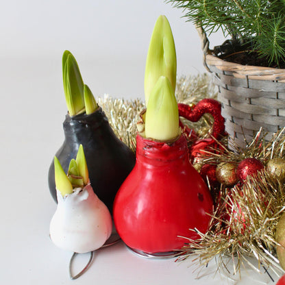 Amarilis - Hippeastrum 'wax Black' - Bulbo De Flor - Rojo_4