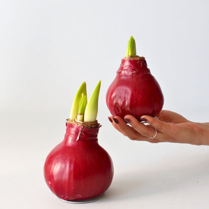 Amarilis - Hippeastrum 'wax Bordeaux' - Bulbo De Flor - Rojo_1