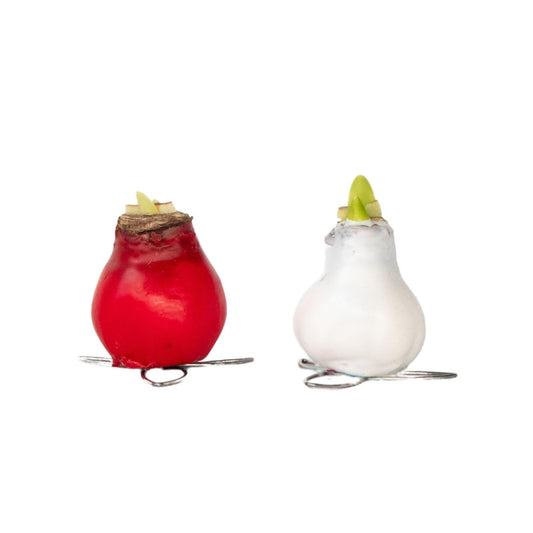 Amarilis - Hippeastrum 'wax Mix Red White' - Bulbo De Flor - Rojo_0