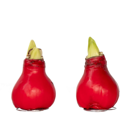 Amarilis - Hippeastrum 'wax Red' - Bulbo De Flor - Rojo_0