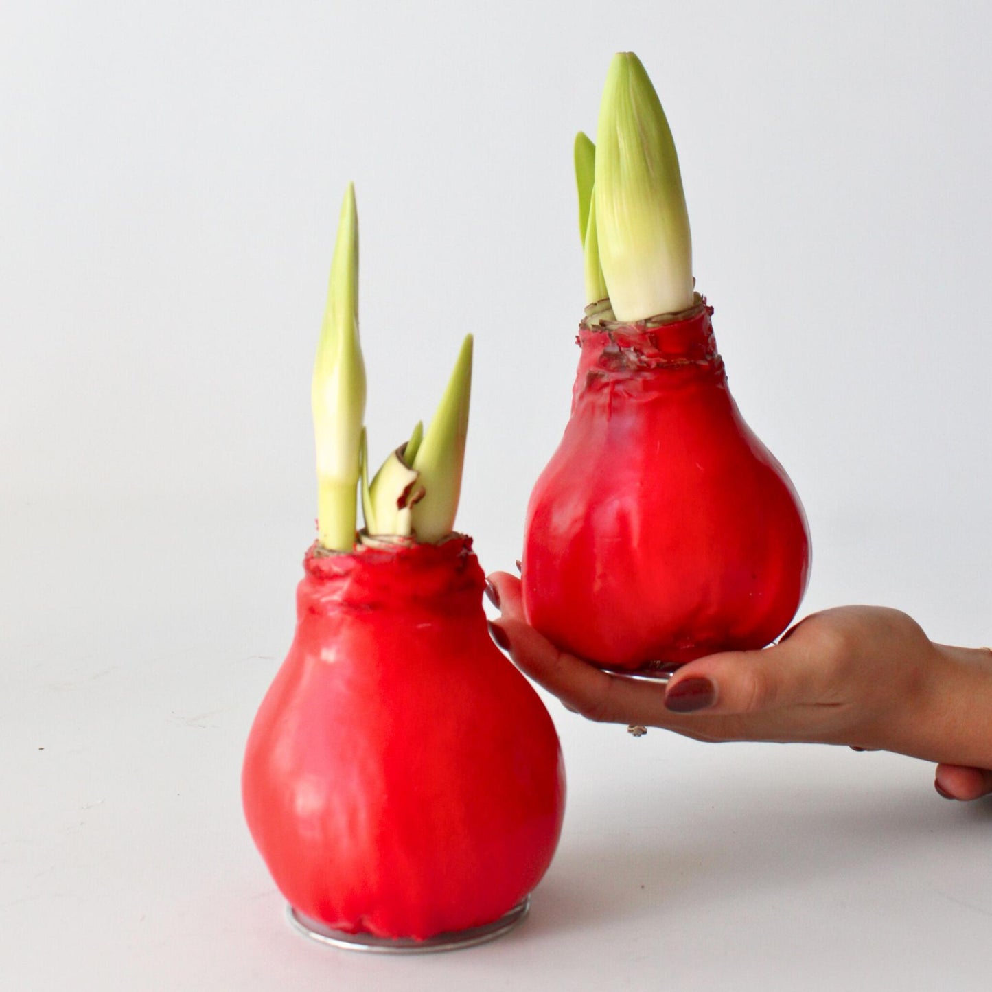 Amarilis - Hippeastrum 'wax Red' - Bulbo De Flor - Rojo_1