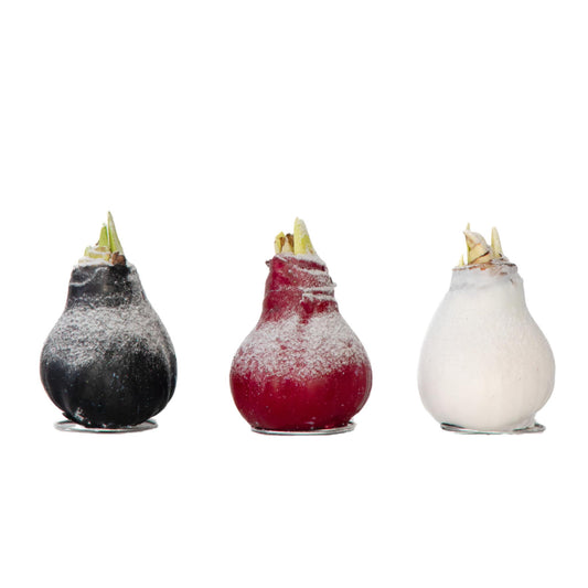 Amarilis - Hippeastrum 'wax Snow Mix' - Bulbo De Flor - Rojo_0