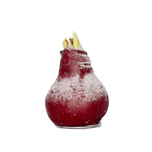 Amarilis - Hippeastrum 'wax Snow Red' - Bulbo De Flor - Rojo_0
