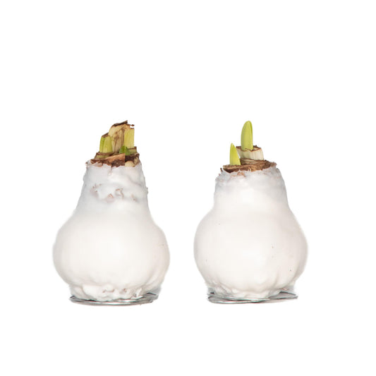 Amarilis - Hippeastrum 'wax White' - Bulbo De Flor - Rojo_0