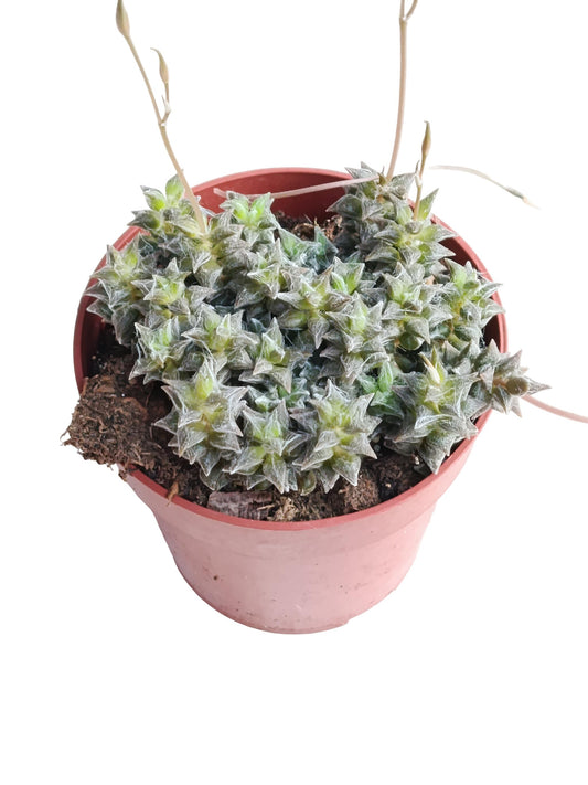 Anacampseros Arachnoides Planta Suculenta Natural Ø8_0