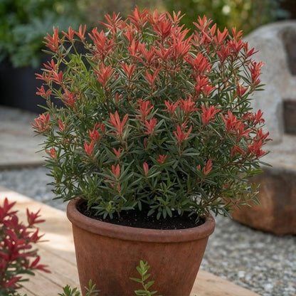 Andromeda Japonica - 2 Pzs - Pieris Japonica 'little Heath' - A25-40cm - ⌀17cm_1