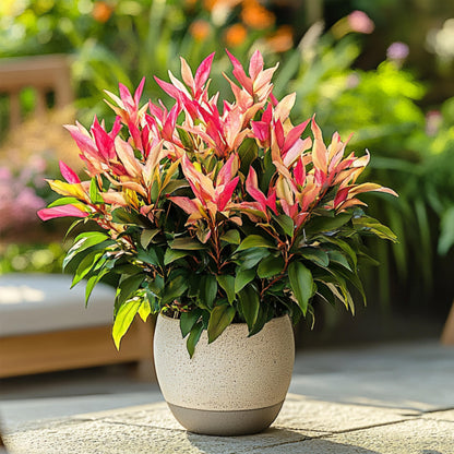 Andromeda Japonica - 2 Pzs - Pieris 'forest Flame' - Altura 25-40cm - ⌀17cm_1