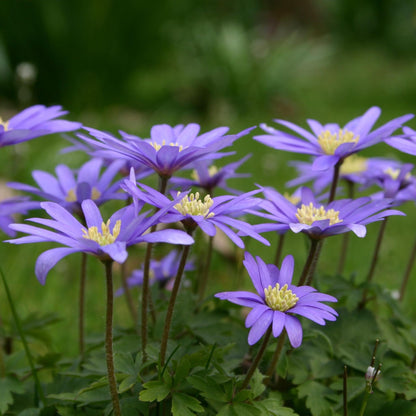 Anémona Grecia Azul - 45 Pzs - Anemone 'blue Shades' - Bulbos De Flores - Azul_1