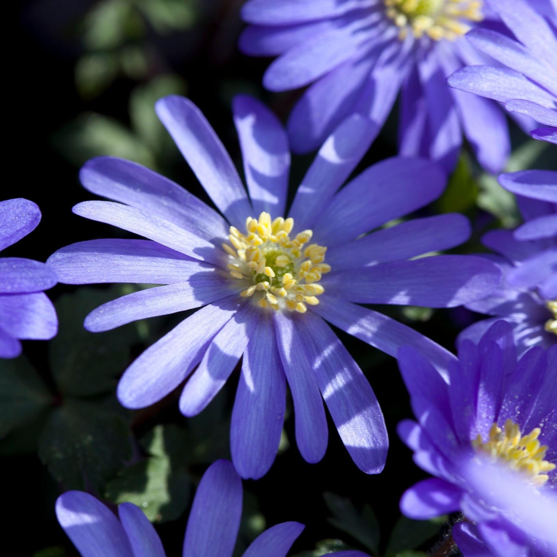 Anémona Grecia Azul - 45 Pzs - Anemone 'blue Shades' - Bulbos De Flores - Azul_3