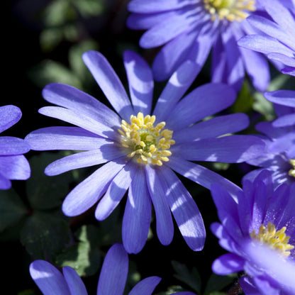 Anémona Grecia Azul - 45 Pzs - Anemone 'blue Shades' - Bulbos De Flores - Azul_3