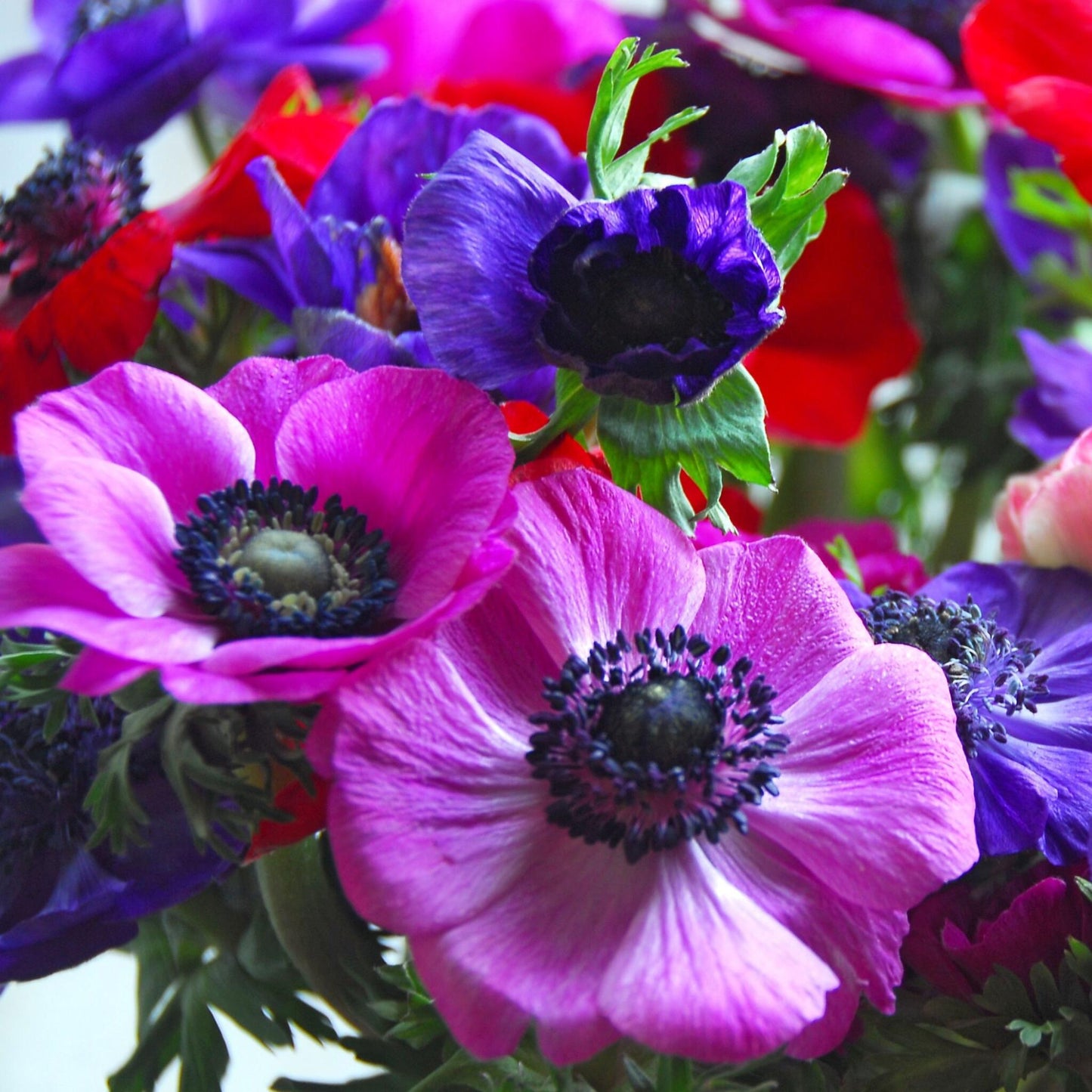 Anemone Coronaria - 100 Pzs - Anemoon De Caen - Bulbos De Flores_1
