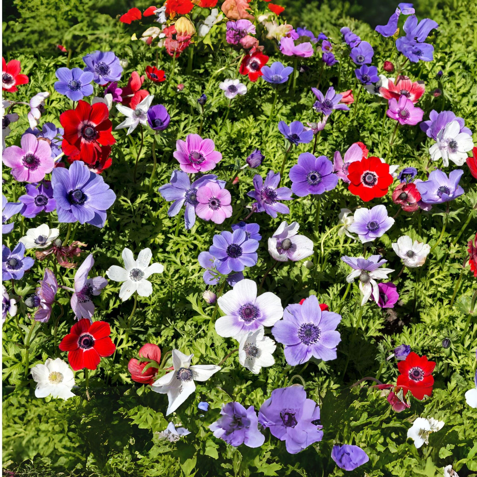 Anemone Coronaria - 30 Pzs - Anemoon De Caen - Bulbos De Flores_1