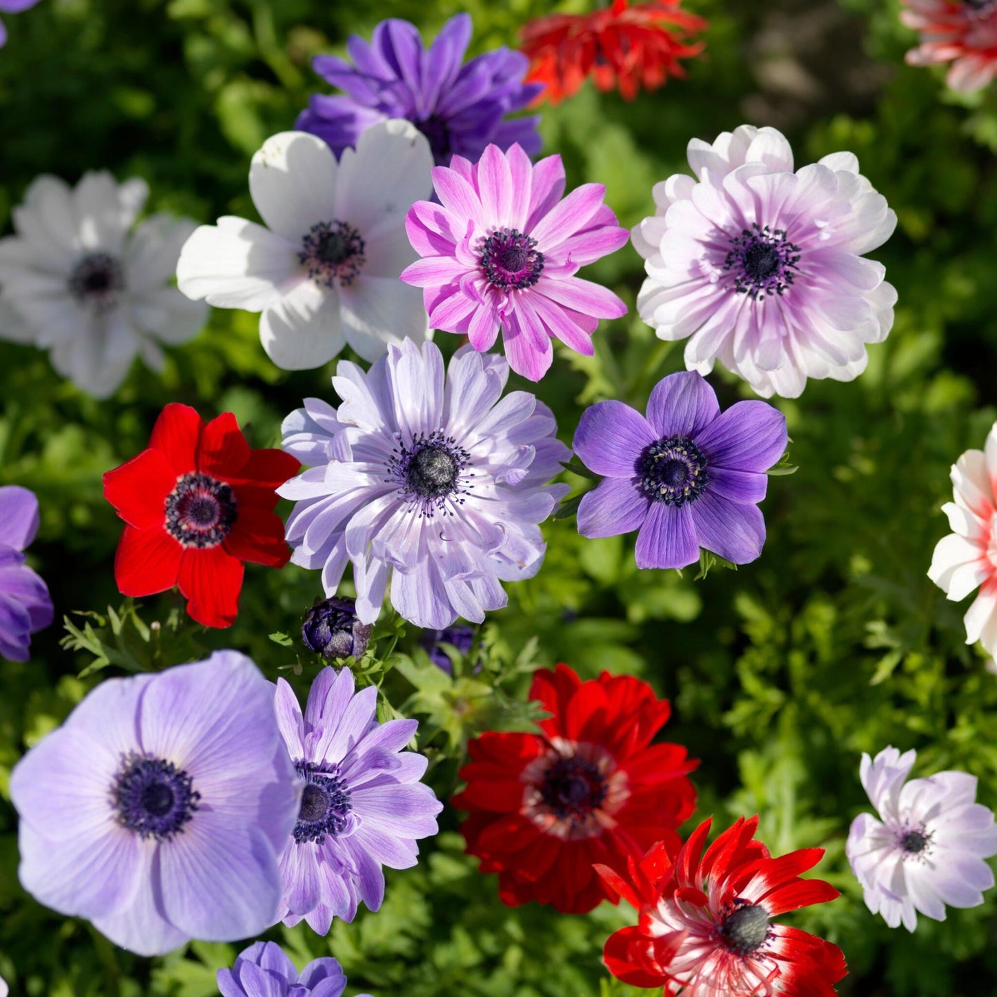 Anemone Coronaria - 30 Pzs - Anemoon De Caen - Bulbos De Flores_3