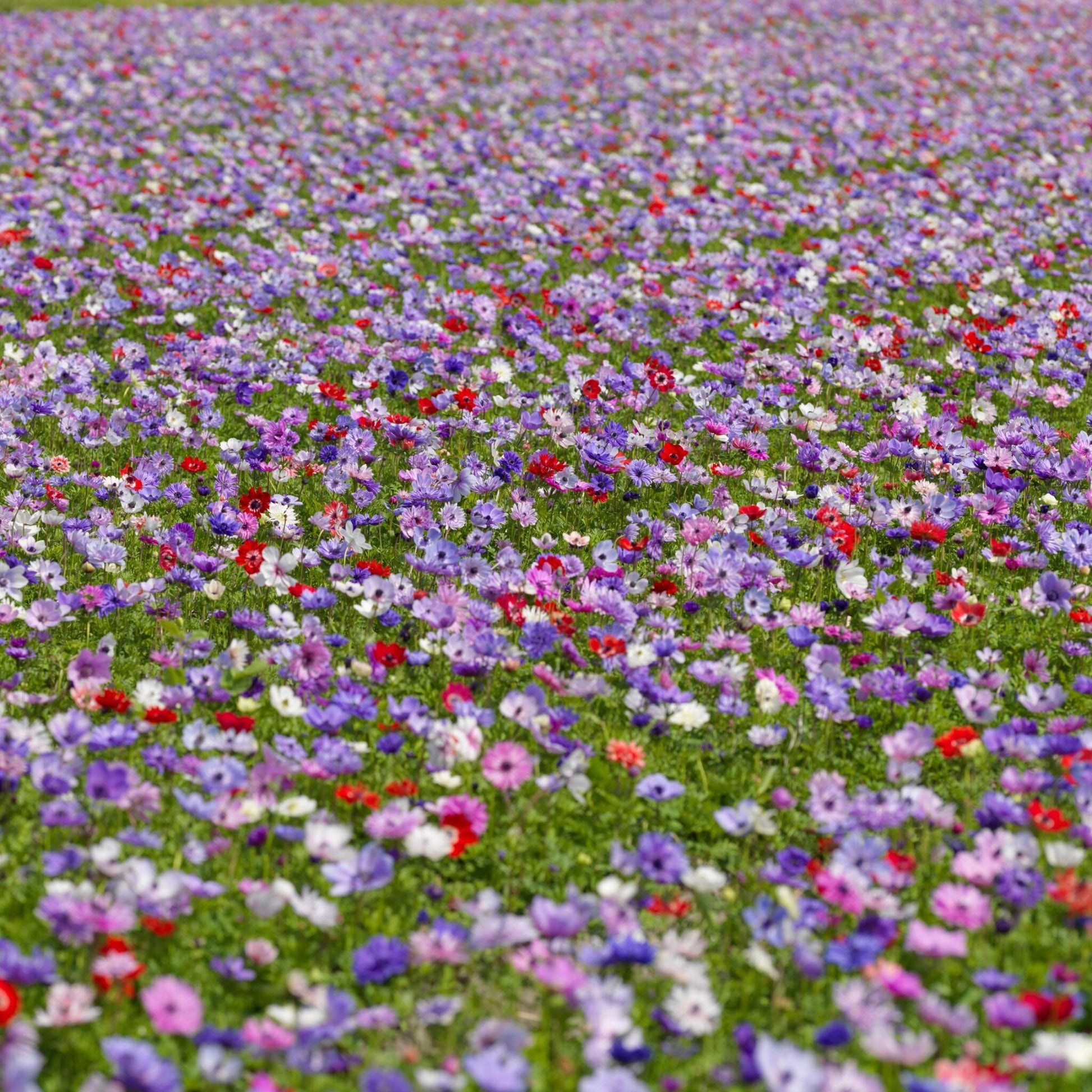 Anemone Coronaria - 30 Pzs - Anemoon De Caen - Bulbos De Flores_4