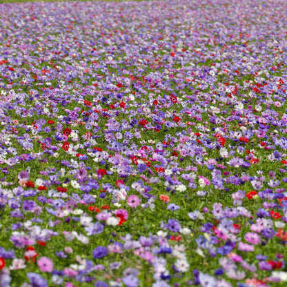 Anemone Coronaria - 30 Pzs - Anemoon De Caen - Bulbos De Flores_4
