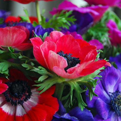 Anemone Coronaria - 50 Pzs - Anemoon De Caen - Bulbos De Flores_3