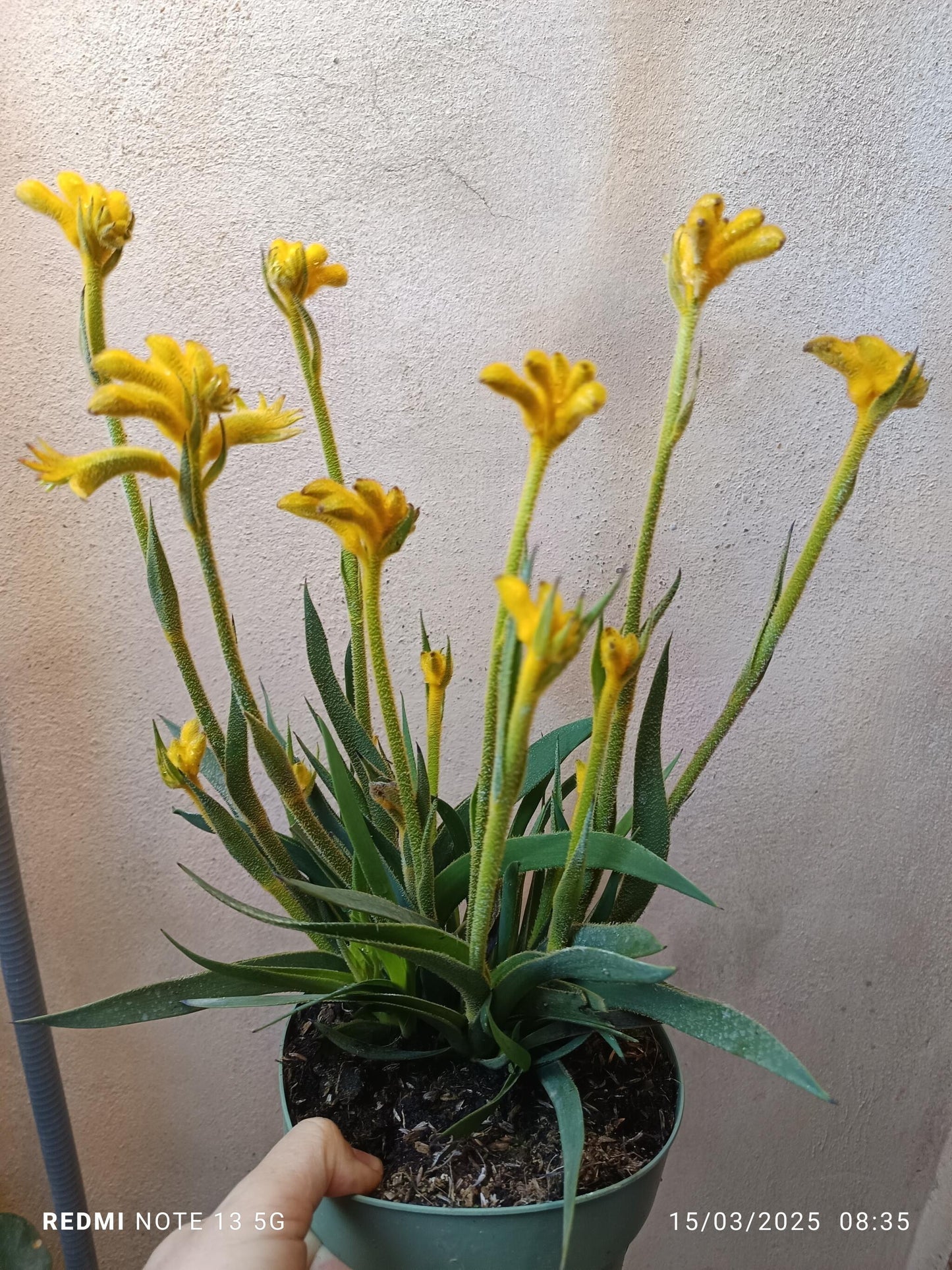 Anigozanthos Planta Pata Canguro Flor Amarilla Ø17_0
