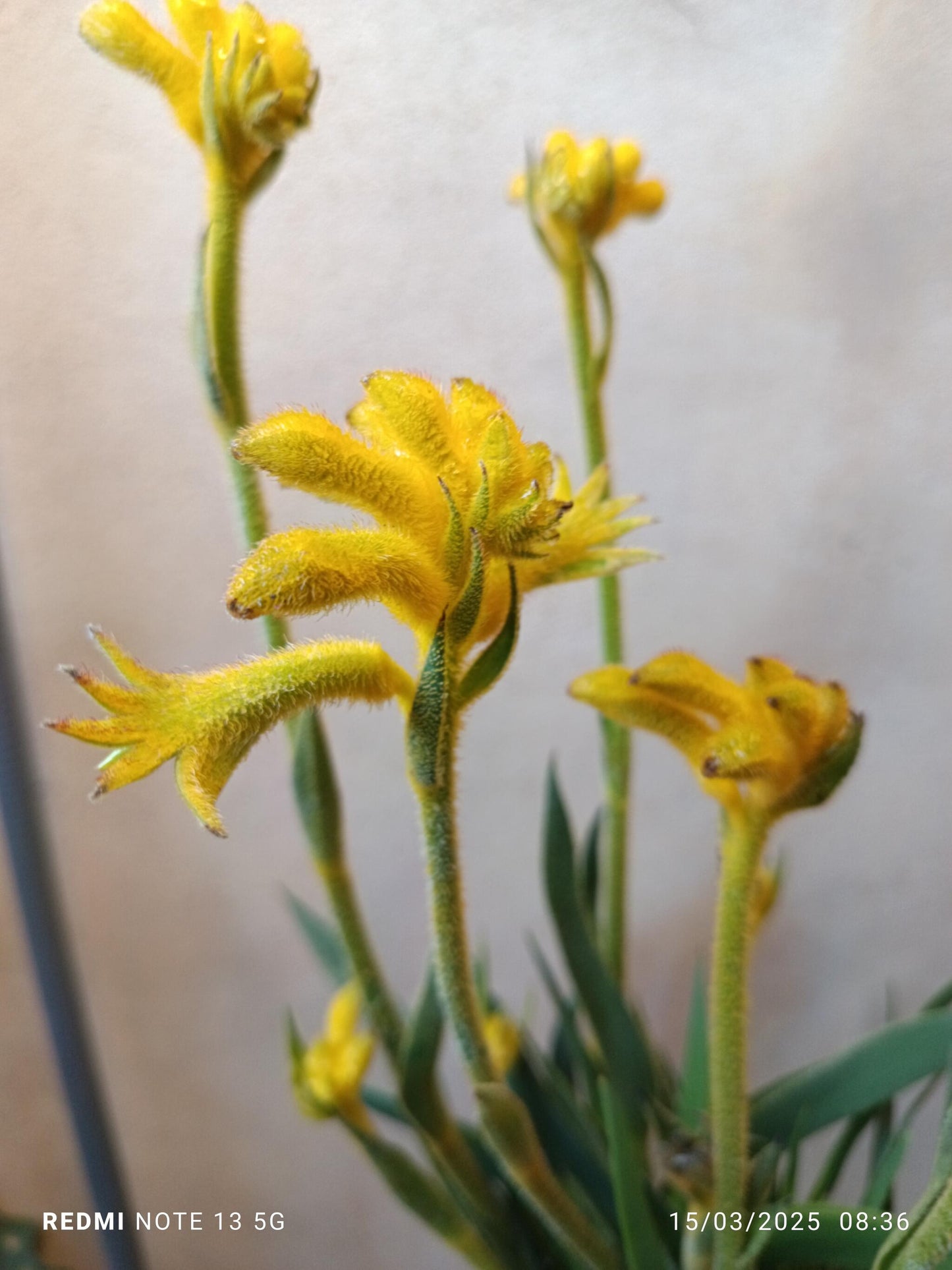 Anigozanthos Planta Pata Canguro Flor Amarilla Ø17_1