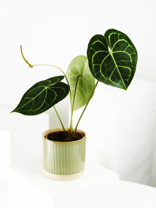 Anthurium Clarinervium_0
