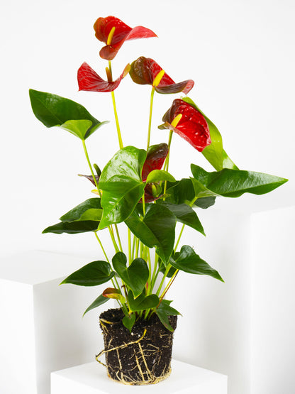 Anthurium Rojo | Altura 60cm - Diámetro 17cm_2