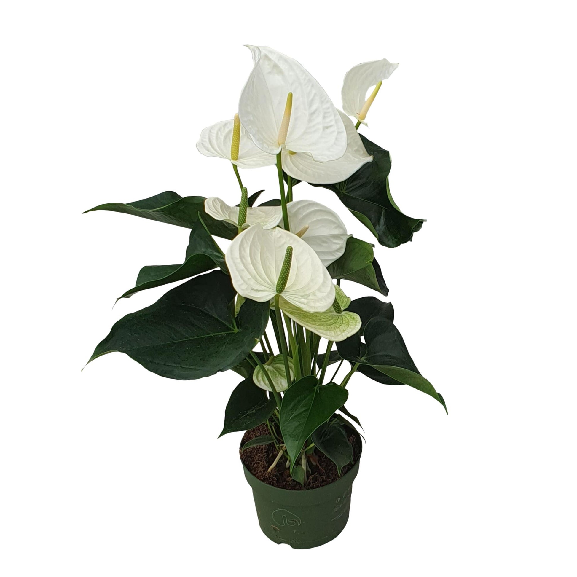 Anturio - Anthurium 'alaska White' - Altura 55-70cm - Ø17cm_0