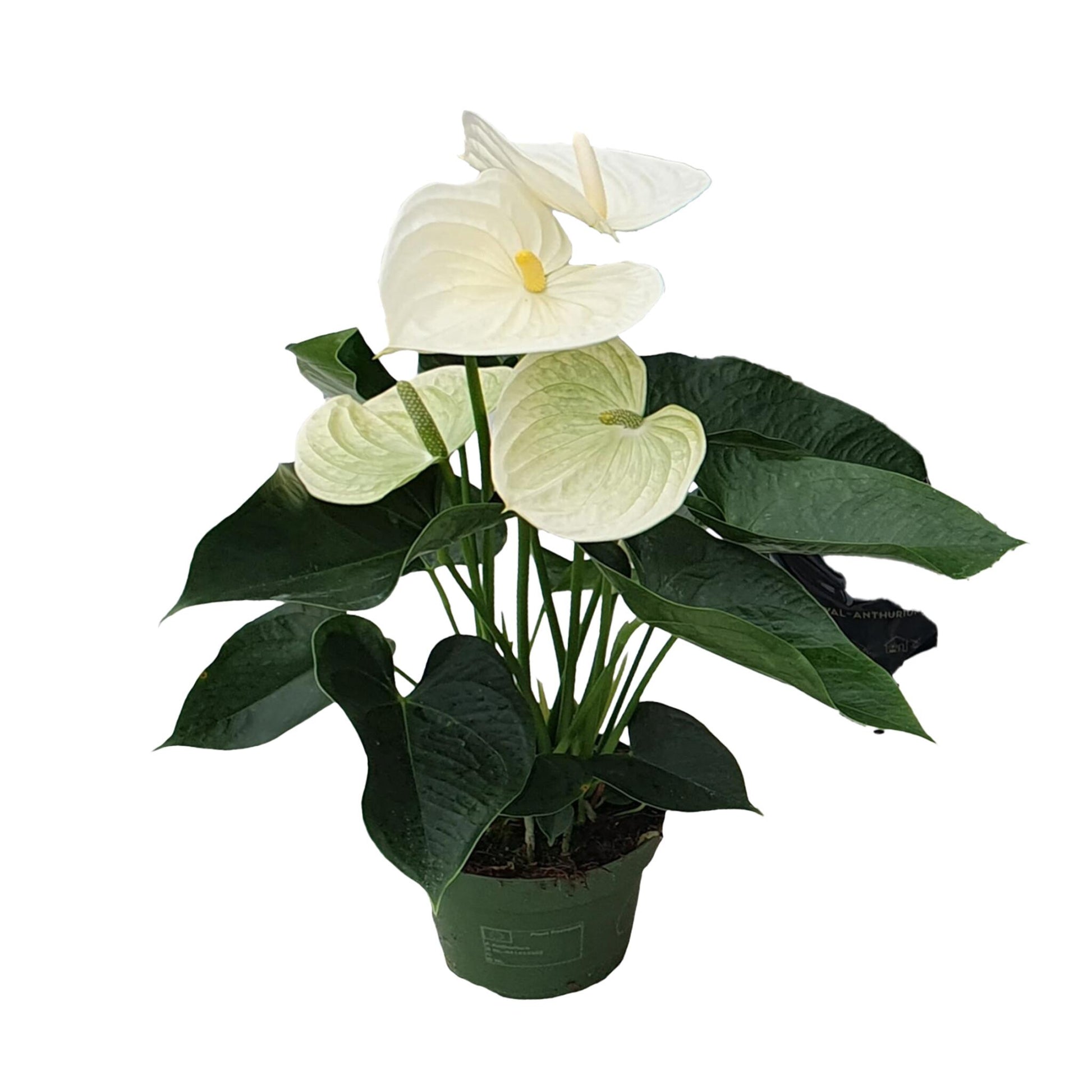 Anturio - Anthurium 'alpine White' - Altura 40-55cm - Ø14cm_0