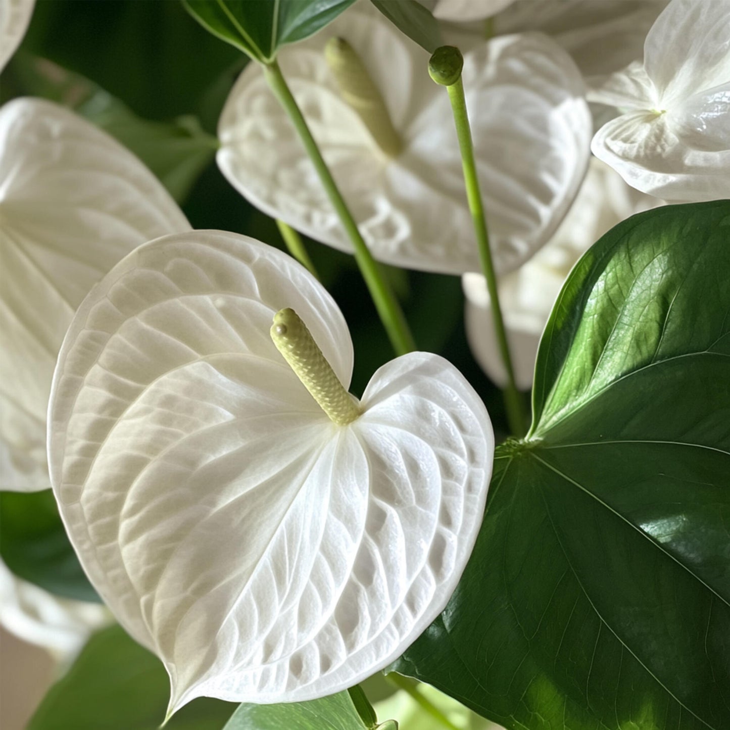 Anturio - Anthurium 'alpine White' - Altura 40-55cm - Ø14cm_3
