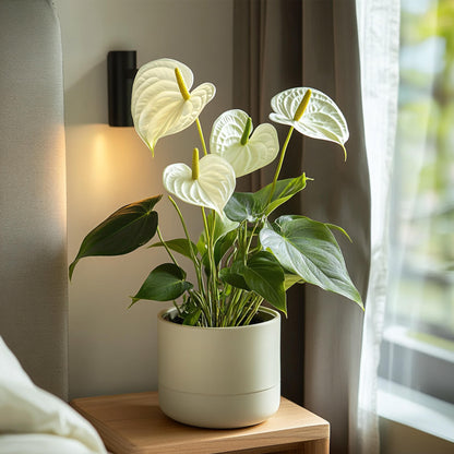 Anturio - Anthurium 'alpine White' - Altura 40-55cm - Ø14cm_4