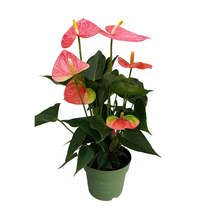 Anturio - Anthurium 'colorado Pink' - Altura 40-55cm - Ø14cm_0