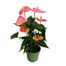 Anturio - Anthurium 'colorado Pink' - Altura 40-55cm - Ø14cm
