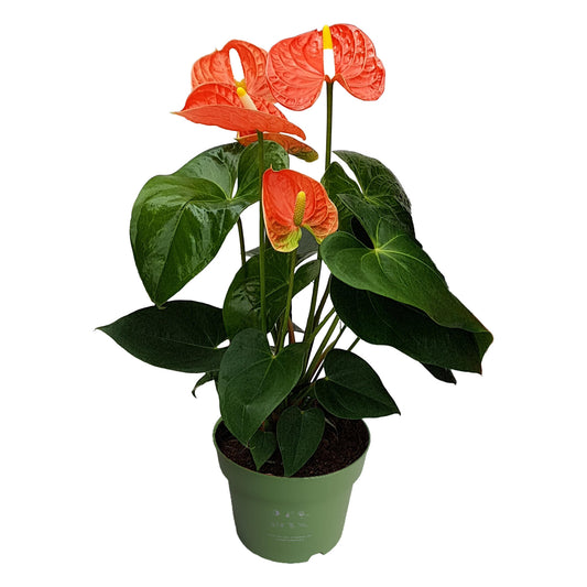 Anturio - Anthurium 'madural Orange' - Altura 40-55cm - Ø14cm_0