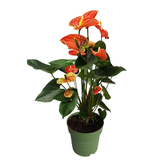 Anturio - Anthurium 'madural Orange' - Altura 55-70cm - Ø17cm_0