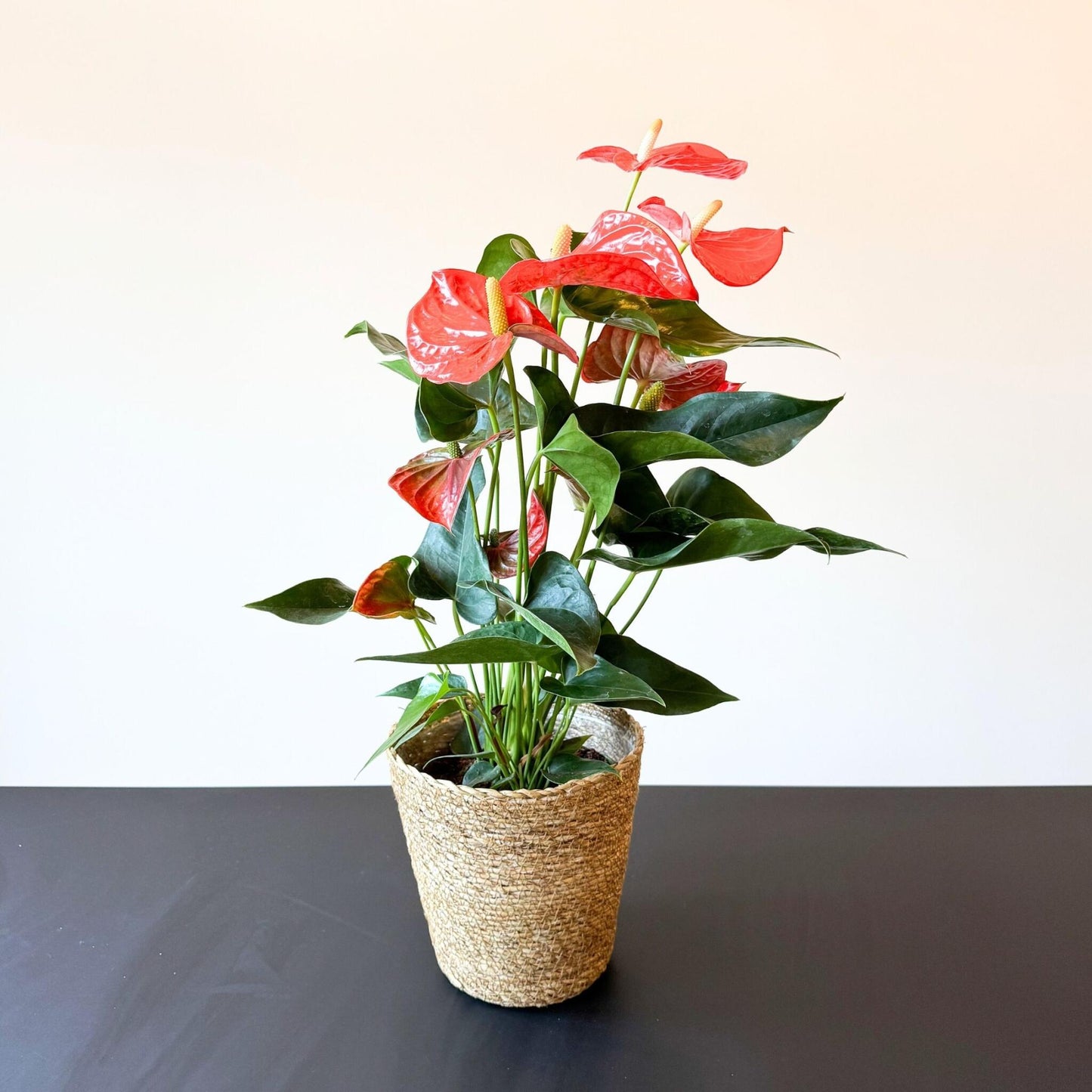 Anturio - Anthurium 'madural Orange' - Incluye Cesta - Altura 55-70cm - Ø17cm_1